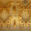 musee-des-papillons saint-quentin