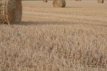 wheat-crops-and-tax-practices