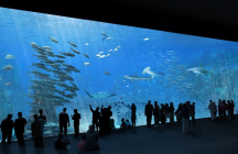 aquarium-nausicaa boulogne-sur-mer