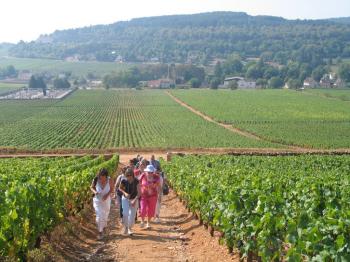 guided-tour-of-beaune