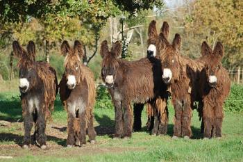 Poitou Mule