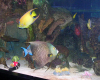 parc-aquarium-tropical pierrefitte-nestalas