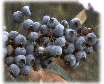 blueberries-among-other-berries