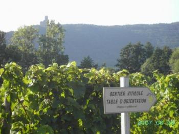 discovery-of-the-vineyard-path-of-barr