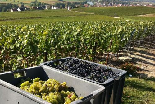 introduction-to-champagne-grape-harvest