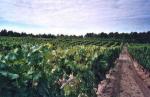 the-vineyards-in-capbreton