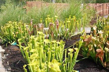 visit-the-only-carnivorous-garden-of-europe