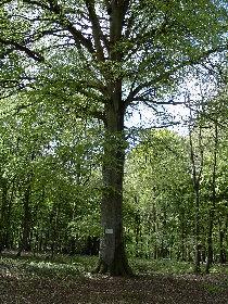 discover-the-national-forest-of-crecy