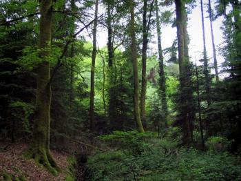 the-forest-of-chabrieres