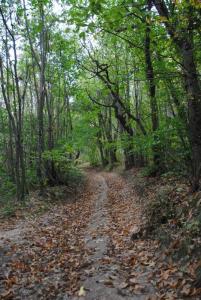 chestnut-trail