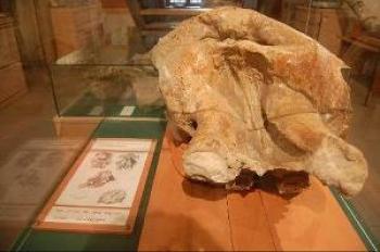 paleontology-museum-to-chilhac