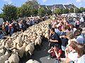 the-transhumance-of-the-sheep