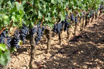 discovering-the-vineyards-elixir-of-provence
