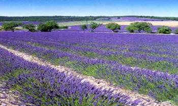 cultural-and-natural-discovery-of-luberon