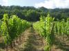 vineyard-and-garden-of-roises