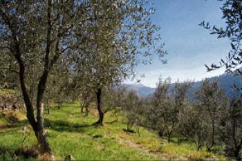 one-afternoon-under-the-olive-trees
