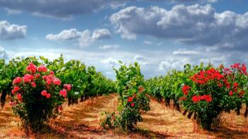 vineyards-of-nantes