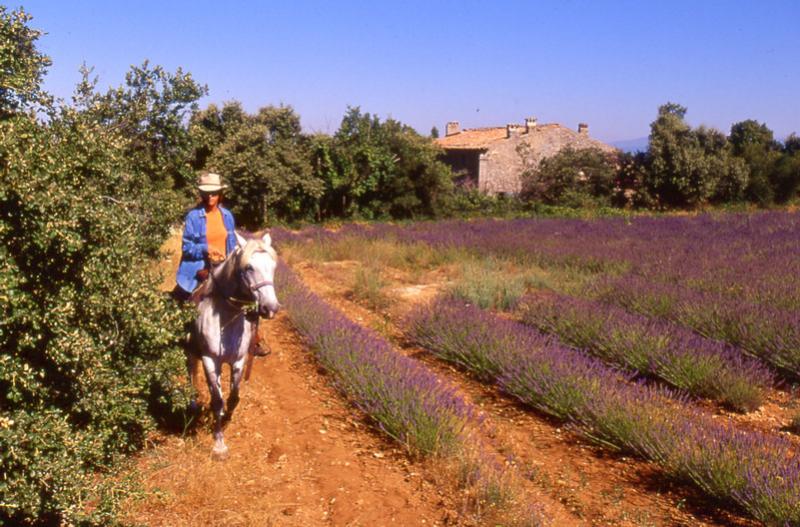the-hikes-on-horse-in-provence