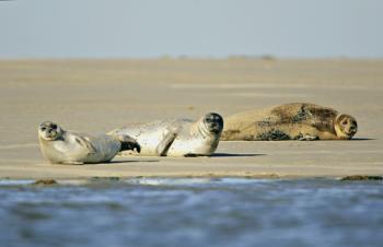 seals-in-the-bay-of-somme