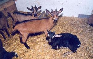 the-manchevrette-goat-farm