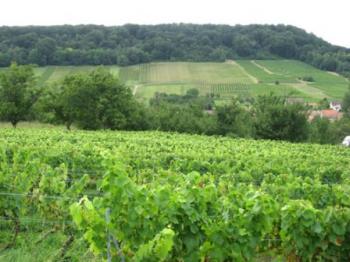the-vineyard-of-toul