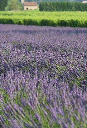 lavander-and-its-products